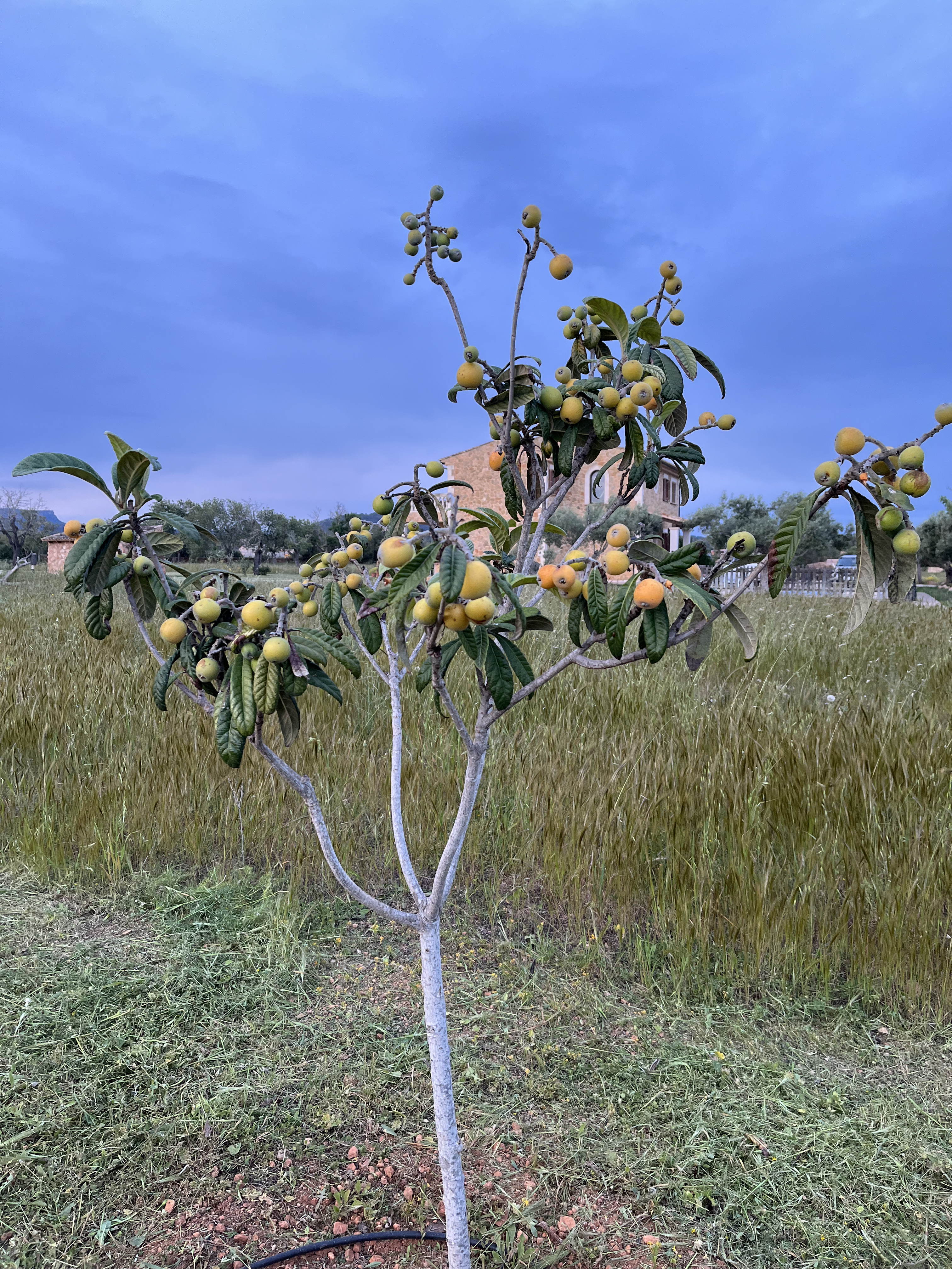 Nisperos